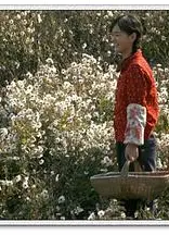 山菊