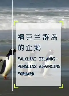 企鹅之岛：福克兰