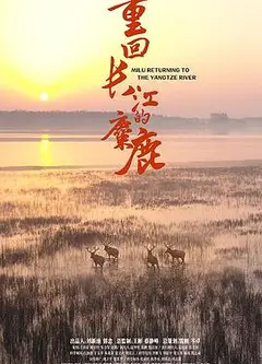 重回长江的麋鹿