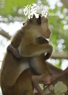 猴岛