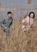天鹅城之恋