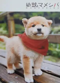 豆柴小犬