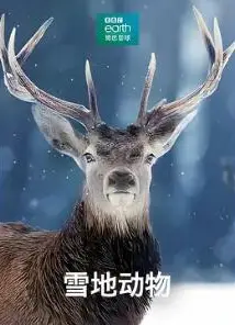 雪地动物