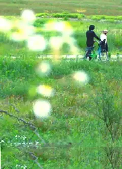 牵牛花