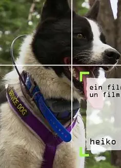 内华达搜熊犬