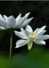 擺渡：台東慈濟人的故事