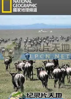 动物大迁徙