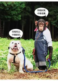 阿笨与阿占