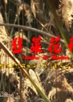 韭菜花开