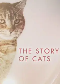 猫科动物的故事