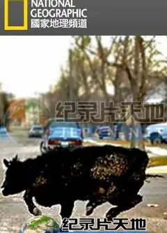 动物大暴走
