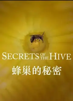 蜂巢的秘密