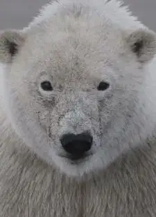 商业机密：北极熊贸易黑幕