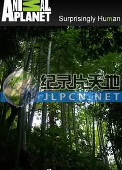 竹子开花的恶兆