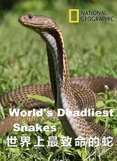 世界上最致命的蛇