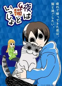 关于养猫我一直是新手