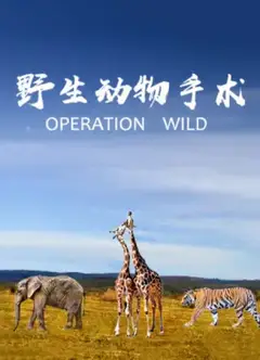 野生动物手术