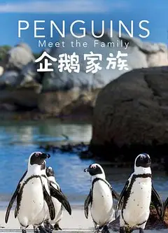 企鹅家族