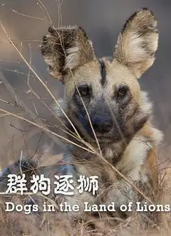 群狗逐狮